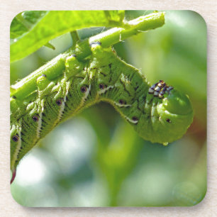 Tomato Hornworm Drankjes Onderzetter
