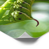 Tomato Hornworm Poster (Hoek)