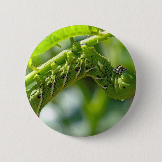 Tomato Hornworm Ronde Button 5,7 Cm (Voorkant)