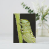Tomato Worm Briefkaart (Staand voorkant)