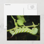 Tomato Worm Briefkaart (Voorkant / Achterkant)