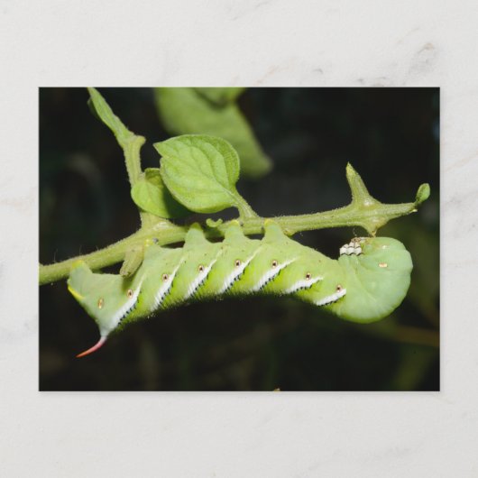 Tomato Worm Briefkaart (Voorkant)