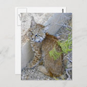 "Tommy" de bobcat gered Briefkaart (Voorkant / Achterkant)