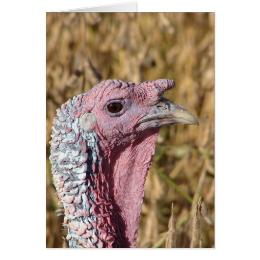Tommy Turkey Blank Toutes les occasions (Devant)