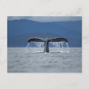 Tongass National Forest, Humpback Briefkaart