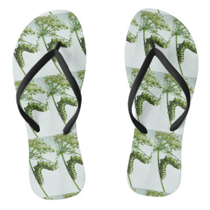 Tongs Black Swallowtail Caterpillar mangeant du persil