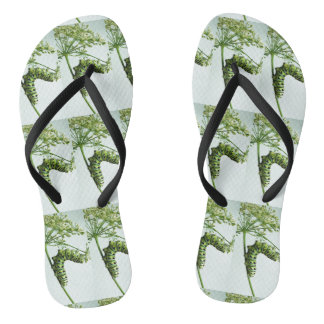 Tongs Black Swallowtail Caterpillar mangeant du persil