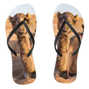 Tongs Camel dans le désert d'Oman