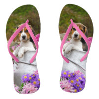 Chien Beagle de Tricolore mignon dans une église d