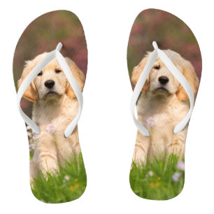 Tongs Chiot de golden retriever un Goldie mignon