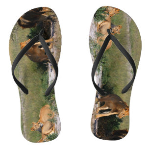 Tongs de Lions du désert du Kalahari