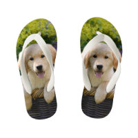 Golden Retriever Baby Dog Puppy Funny Photo - Enfa