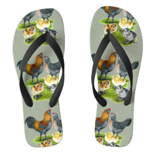 Tongs Famille de poulet d'Ameraucana