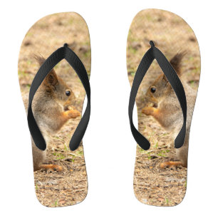 Tongs L'écureuil mignon mange une photo de noix