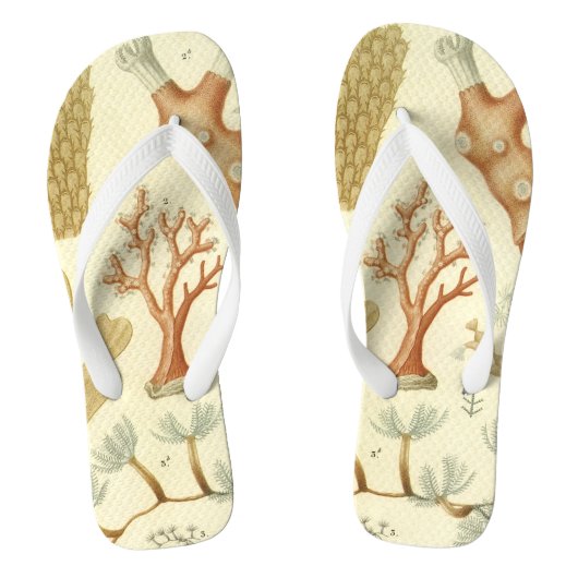 Tongs Manuel de sciences Biologie, Animaux de corail anc (Semelle)