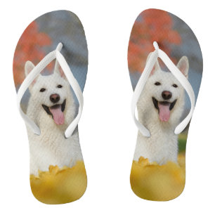 Tongs Photo suisse blanche de chien de berger/ami velu