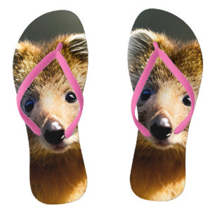 Tongs Quintin Le Ginger Quokka, Flip Flops