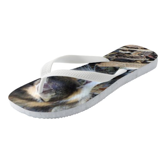 Tongs Tortoiseshell Kitten Watching Bugs, (Incliné)