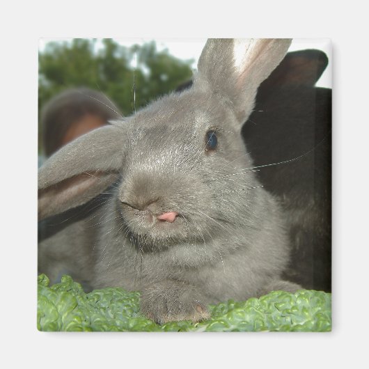 Tongue | aimant (Devant)