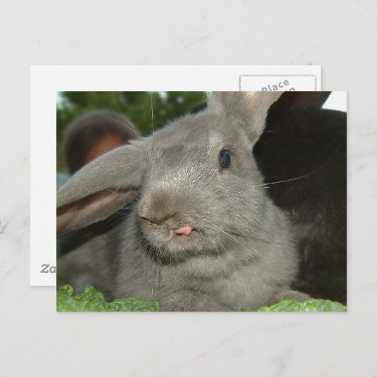 Tongue Tongue Twister ! | Carte postale (Devant / Derrière)