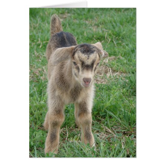 Tonnerre vieux d'un jour Toutes les occasions (Devant)