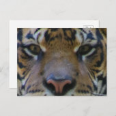 Tony Briefkaart (Voorkant / Achterkant)