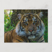 Tony Briefkaart (Voorkant)