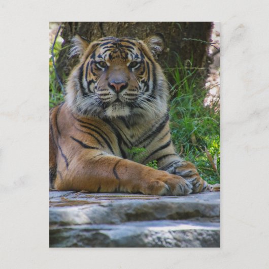 Tony Briefkaart (Voorkant)