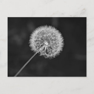 Toon aan zaad briefkaart