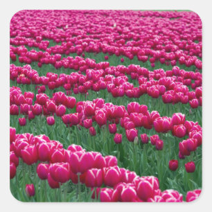 Toon tuin van voorjaarsbloeiende tulpbollen in vierkante sticker