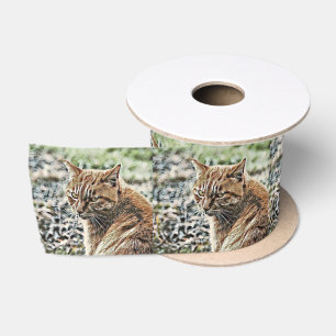 toonkat lint