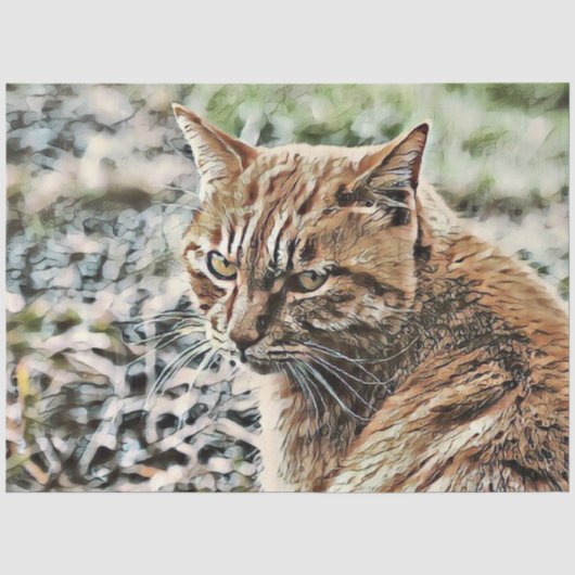 toonkat tissuepapier (Voorkant)