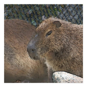 toony Capibarah Foto Afdruk