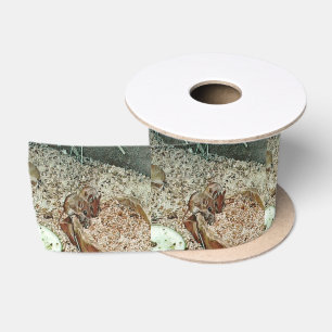 Toony dwergmuizen lint