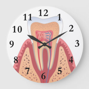 TOOTH STRUCTURE GROTE KLOK