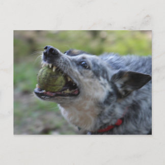 Toothy Ball Briefkaart