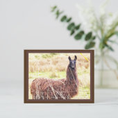 Toothy Lama Briefkaart (Staand voorkant)