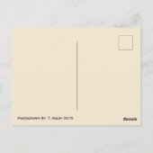 Toothy Lama Briefkaart (Achterkant)