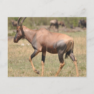 Topi (Antelope) in Serengeti Briefkaart