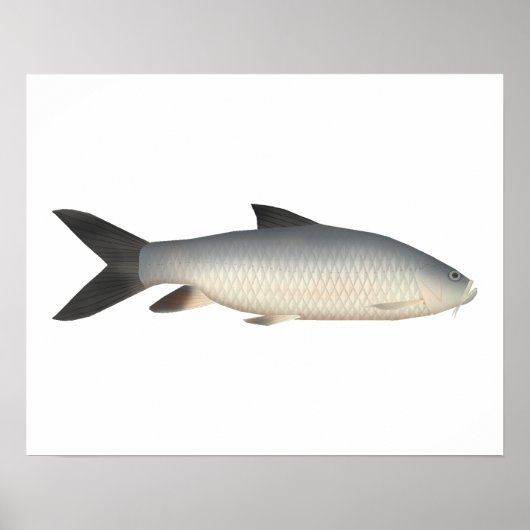 Tor Mahseer Poster (Voorkant)