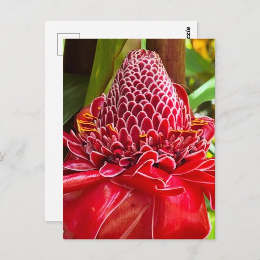 Torch Ginger Briefkaart (Voorkant / Achterkant)