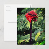 Torch Ginger Briefkaart (Voorkant / Achterkant)