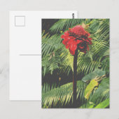Torch Ginger Briefkaart (Voorkant / Achterkant)