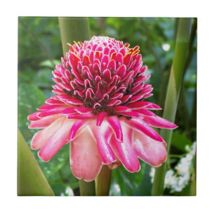 Torch Ginger tropische bloem Tegeltje