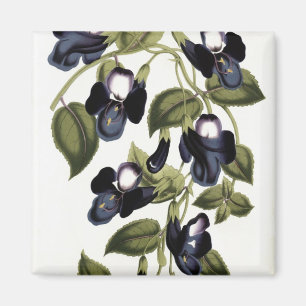 Torenia Asiatica pulcherrima Magneet