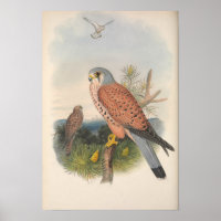 torenvalk Bird