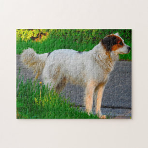 Tornjak Hond Puzzels. Legpuzzel