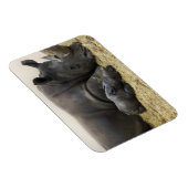 Toronto Zoo baby white rhino Magneet (Rechterzijde)