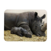 Toronto Zoo baby white rhino Magneet (Horizontaal)