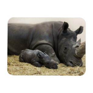 Toronto Zoo baby white rhino Magneet